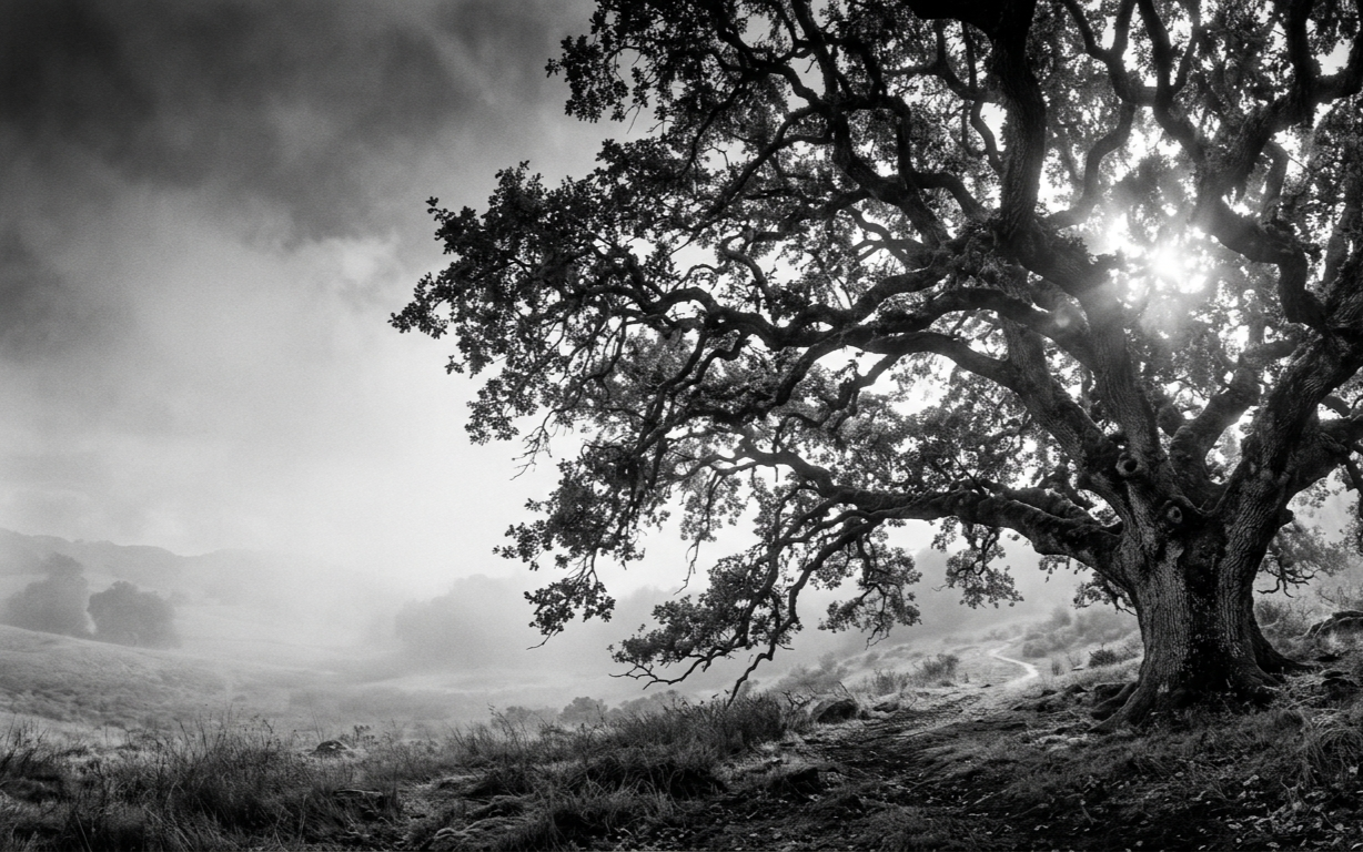 Tree of Life
